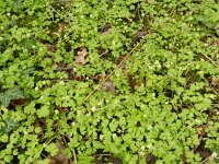 Adoxa moschatellina 32, Muskuskruid, Saxifraga-Rutger Barendse