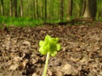 Adoxa moschatellina 45, Muskuskruid, Saxifraga-Hans Grotenhuis