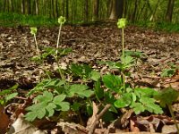 Adoxa moschatellina 46, Muskuskruid, Saxifraga-Hans Grotenhuis
