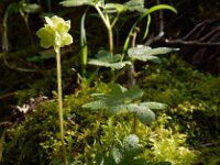Adoxa moschatellina 56, Muskuskruid, Saxifraga-Ed Stikvoort