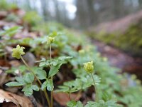 Adoxa moschatellina 61, Muskuskruid, Saxifraga-Mark Zekhuis