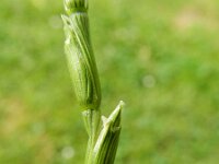 Aegilops cylindrica 2, Saxifraga-Rutger Barendse