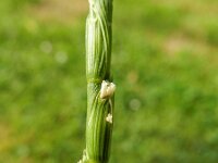 Aegilops cylindrica 3, Saxifraga-Rutger Barendse