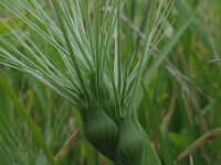 Aegilops geniculata 2, Saxifraga-Rutger Barendse