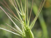 Aegilops geniculata 4, Saxifraga-Rutger Barendse