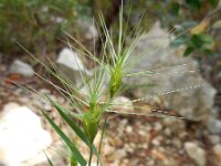 Aegilops geniculata 8, Saxifraga-Ed Stikvoort