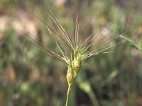 Aegilops neglecta 2, Saxifraga-Inigo Sanchez