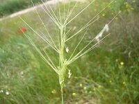 Aegilops triuncialis 3, Saxifraga-Jasenka Topic