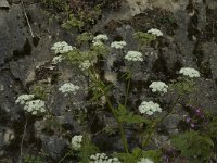 Aegopodium podagraria, Ground-elder