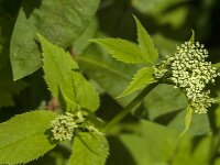 Aegopodium podagraria 19, Zevenblad, Saxifraga-Jan van der Straaten