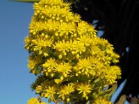 Aeonium arboreum 10, Saxifraga-Ed Stikvoort