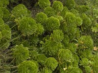 Aeonium arboreum 2, Saxifraga-Willem van Kruijsbergen