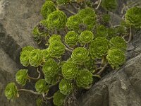 Aeonium arboreum 3, Saxifraga-Willem van Kruijsbergen