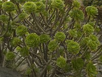Aeonium arboreum 5, Saxifraga-Willem van Kruijsbergen