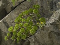 Aeonium arboreum 6, Saxifraga-Jan van der Straaten