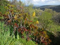 Aeonium arboreum 7, Saxifraga-Ed Stikvoort