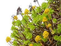 Aeonium arboreum 8, Saxifraga-Ed Stikvoort