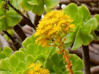 Aeonium arboreum 9, Saxifraga-Ed Stikvoort