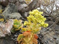 Aeonium canariense ssp virgineum 2, Saxifraga-Rutger Barendse