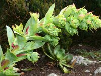 Aeonium cuneatum 2, Saxifraga-Hans Grotenhuis