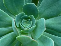 Aeonium holochrysum 3, Saxifraga-Hans Grotenhuis