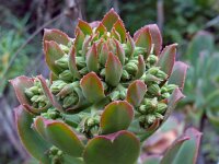 Aeonium holochrysum 4, Saxifraga-Hans Grotenhuis
