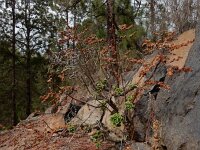 Aeonium smithii 2, Saxifraga-Ed Stikvoort