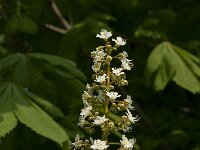 Aesculus hippocastanum 11, Witte paardenkastanje, Saxifraga-Willem van Kruijsbergen