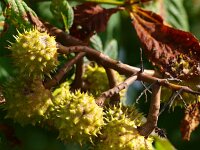 Aesculus hippocastanum 12, Witte paardenkastanje, Saxifraga-Rudmer Zwerver
