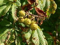 Aesculus hippocastanum 13, Witte paardenkastanje, Saxifraga-Rudmer Zwerver