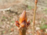 Aesculus hippocastanum 14, Witte paardenkastanje, Saxifraga-Rutger Barendse