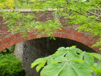 Aesculus hippocastanum 15, Witte paardenkastanje, Saxifraga-Rutger Barendse