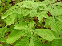 Aesculus hippocastanum 16, Witte paardenkastanje, Saxifraga-Rutger Barendse