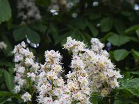 Flowers of Chestnut tree (Aesculus hippocastanum)  Flowers of Chestnut tree (Aesculus hippocastanum) : blooming, chestnut, flora, floral, flower, natural, nature, plant, spring, tree, candle, Aesculus hippocastanum, flowers, springtime, flowering, in flower, white, in bloom, blossom, blossoming, outside, outdoors, nobody, no people, leaf, leaves