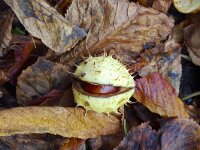 Aesculus hippocastanum 18 Witte paardenkastanje, Saxifraga-Roel Meijer  Horse-chestnut  (Aesculus hippocastanum) on autumn leaves : Aesculus hippocastanum, autumn, autumnal, chestnut, conker, horse chestnut, leaf, leaves, natural, nature, ripe, ripeningshell, seed, split, splitting
