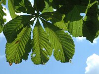 Aesculus hippocastanum 2, Witte paardenkastanje, Saxifraga-Jan van der Straaten