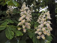 Aesculus hippocastanum 21, Witte paardenkastanje, Saxifraga-Ed Stikvoort