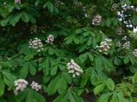 Aesculus hippocastanum 24, Witte paardenkastanje, Saxifraga-Ed Stikvoort