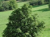 Aesculus hippocastanum 3, Witte paardenkastanje, Saxifraga-Jan van der Straaten