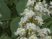 Aesculus hippocastanum 4, Witte paardenkastanje, Saxifraga-Jan van der Straaten