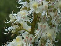 Aesculus hippocastanum 5, Witte paardenkastanje, Saxifraga-Jan van der Straaten