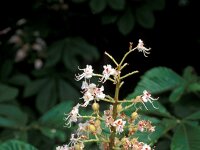 Aesculus hippocastanum 7, Witte paardenkastanje, Saxifraga-Piet Zomerdijk