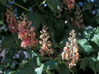 Aesculus hippocastanum 8, Witte paardenkastanje, Saxifraga-Piet Zomerdijk