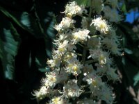Aesculus hippocastanum 9, Witte paardenkastanje, Saxifraga-Jan van der Straaten