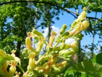 Aesculus pavia 2, Saxifraga-Rutger Barendse