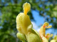 Aesculus pavia 4, Saxifraga-Rutger Barendse