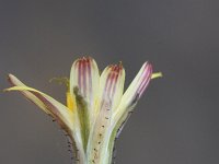 Aetheorhiza bulbosa 6, Saxifraga-Rutger Barendse