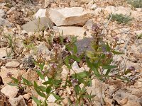 Aethionema carneum 3, Saxifraga-Ed Stikvoort : Jerevan - Areni - Noravank s9900