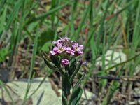 Aethionema saxatile 2, Saxifraga-Jeroen Willemsen
