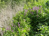 Agastache rugosa 5, Koreaanse netel, Saxifraga-Rutger Barendse
